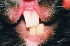 dentistry2