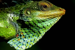 Lizard