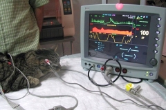 monitor0