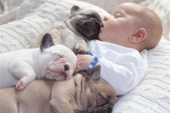 bebek-puppy