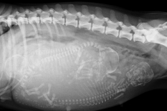 WhelpingPuppiesXrayDogsPregnant4Dogs1